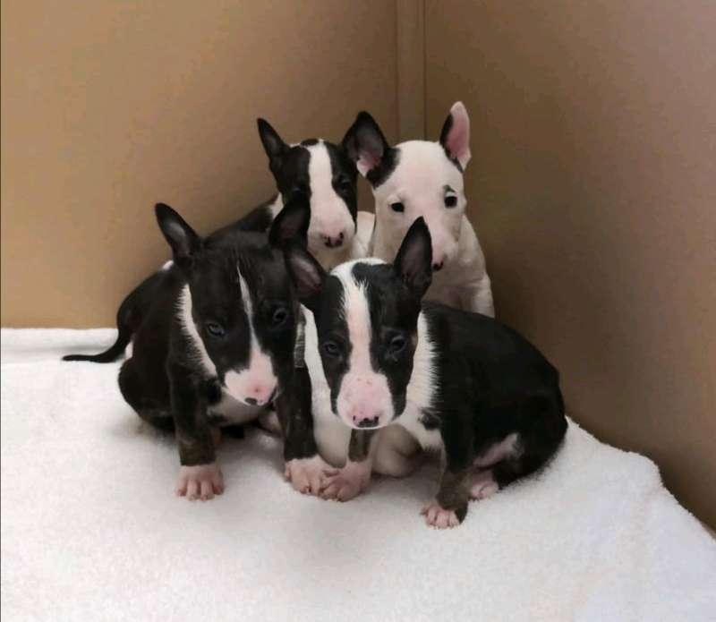 bull terrier gumtree